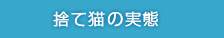 捨て猫の実態