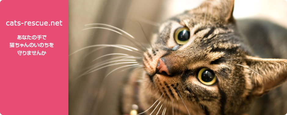 cats-rescue.com あなたの手で猫ちゃんのいのちを守りませんか｜猫の里親募集のことならキャットレスキュー　静岡ねこの会
